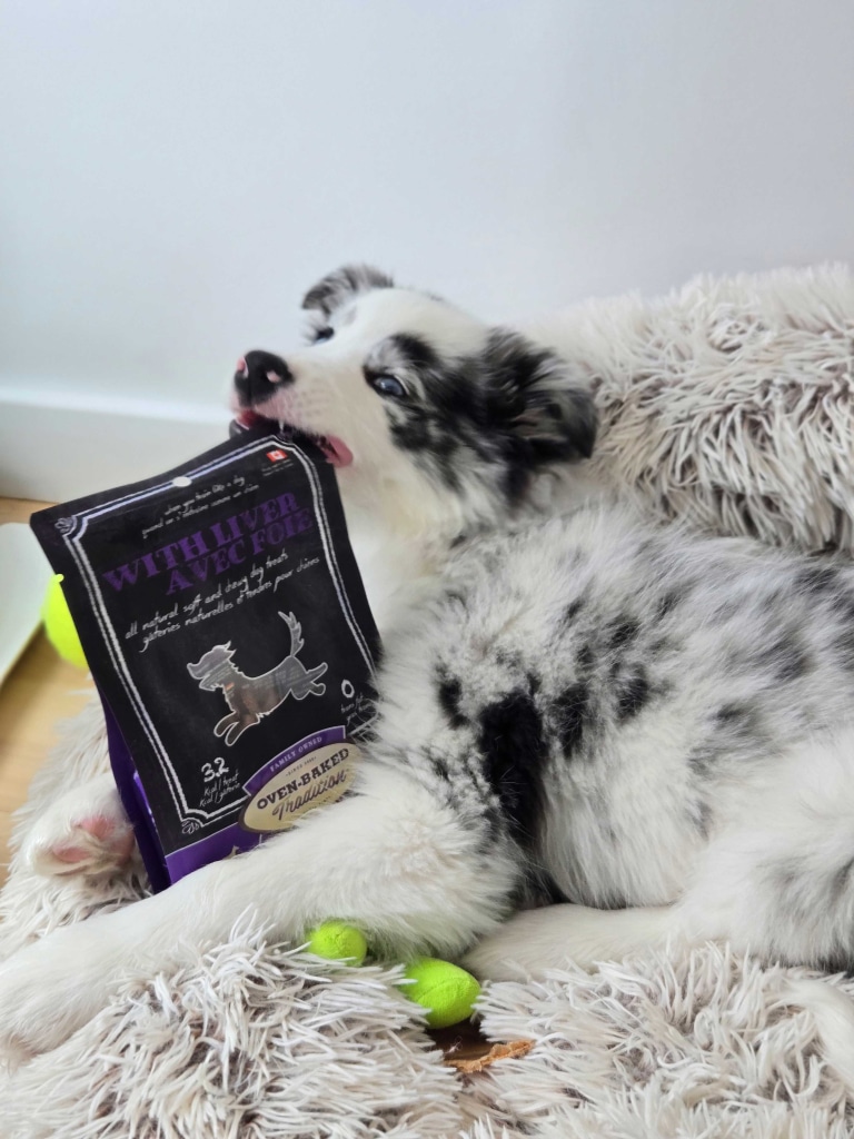 Puppy resting in its bed with Oven-Baked Tradition liver dog treats