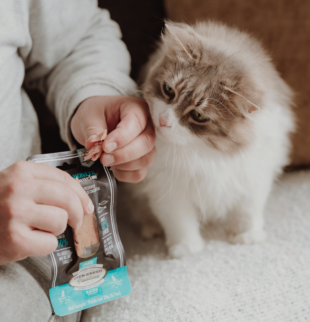 Chat curieux qui sent une gâterie Oven-Baked Tradition, idéale pour le renforcement positif et calmer les miaulements matinaux.