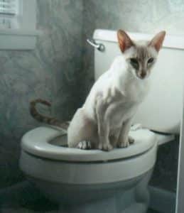 chat fait pipi sur la toilette