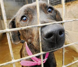 dog rescue and adoption