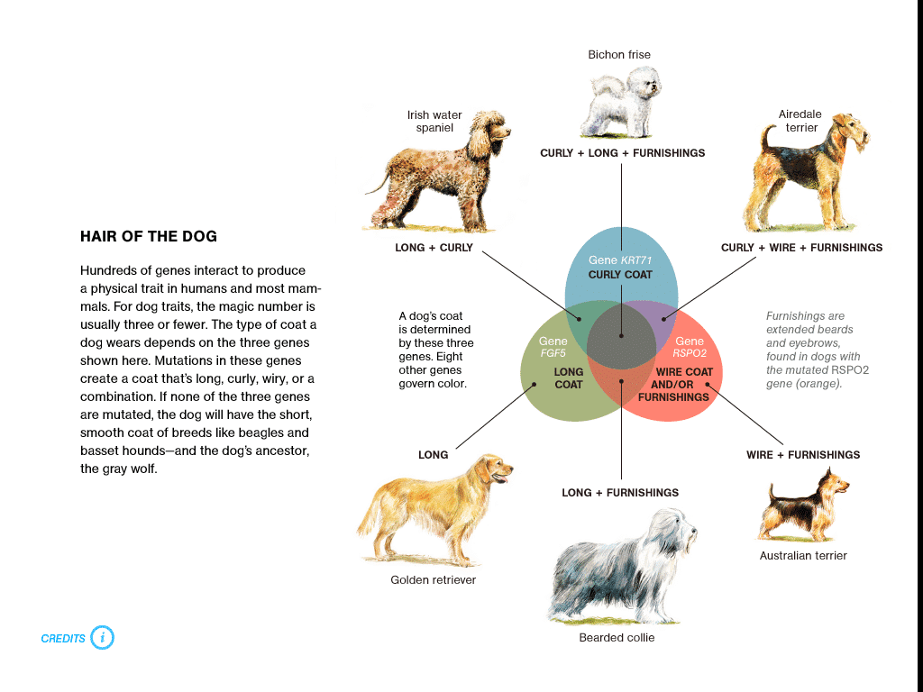 Genetics and the Shape of Dogs
