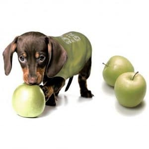 tee shirt vert pour chien