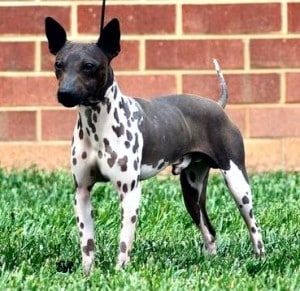 american hairless terrier