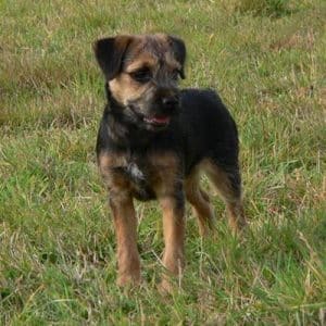 borderterrier relaxed