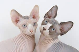 breeders celebrate as sphynx cats are given recognition