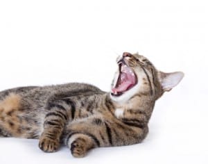 cat yawning laying down
