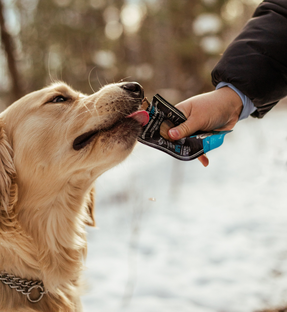 Dog savoring an Oven-Baked Tradition hypoallergenic fillet treat during a snowy winter walk
