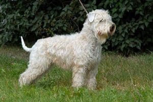 irsky soft coated wheaten terier 0