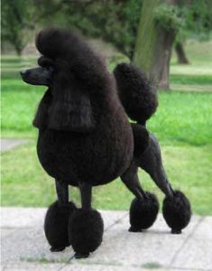 poodle dog breed pictures