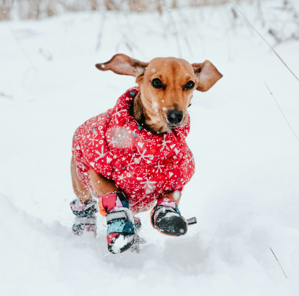 Chien portant des bottes et un manteau rouge dans la neige pour protéger ses pattes en hiver – Conseils Oven-Baked Tradition