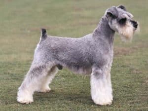 schnauzer dog breed