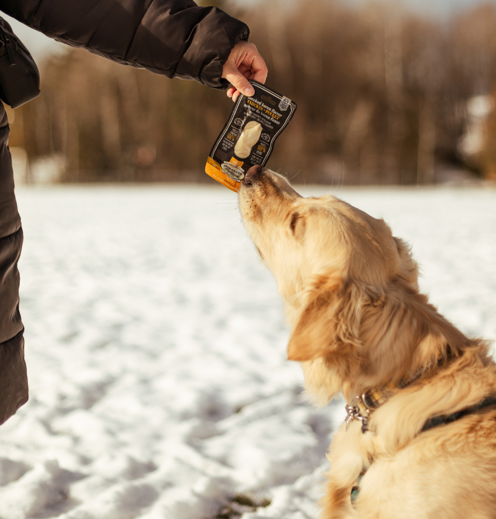 Best Dog-Friendly Winter and Spring Hikes near Montreal 2 Dog savoring an Oven-Baked Tradition treat during a winter hike in Quebec on a snowy trail
