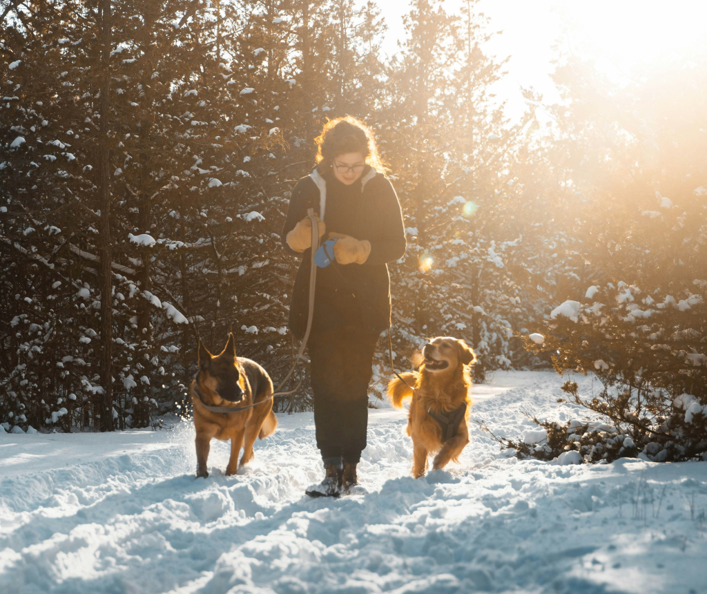 Best Dog-Friendly Winter and Spring Hikes near Montreal 1 Person walking with two dogs on a snowy forest trail during winter hiking in Quebec – Oven-Baked Tradition tips