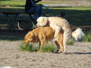 dog humping