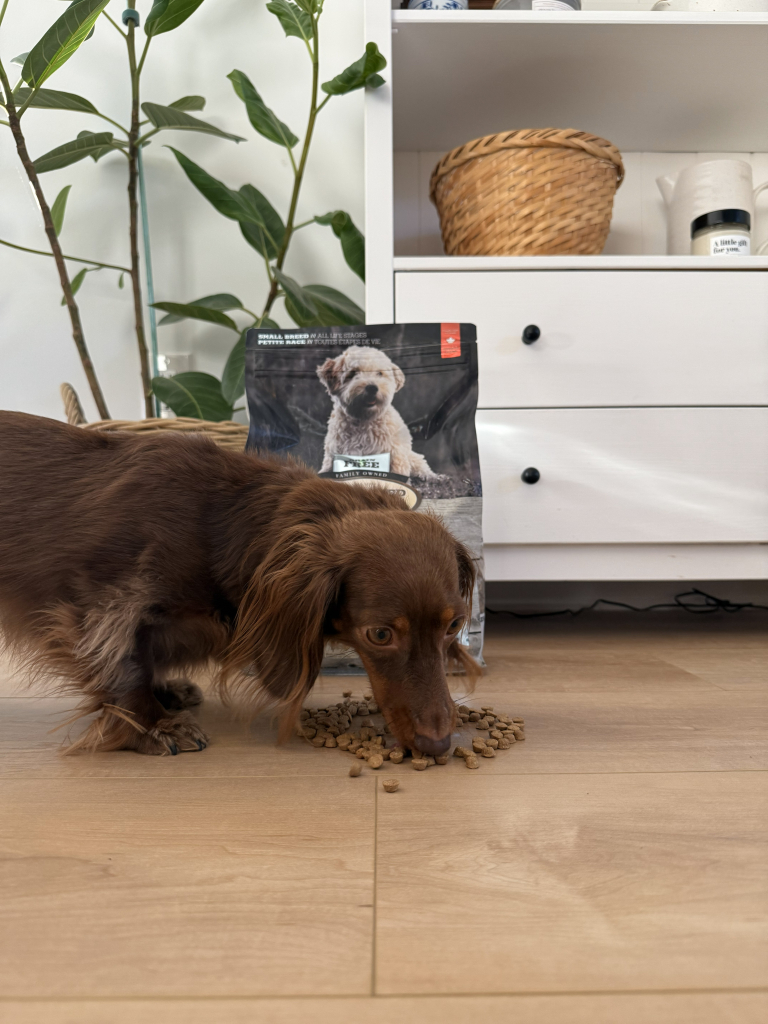 Food Allergies and Food Intolerances in Dogs and Cats 28 Small breed dog eating hypoallergenic grain-free fish recipe by Oven-Baked Tradition