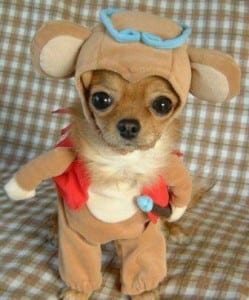 dressed-up-dog