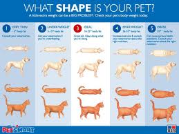 Cat Weight Chart