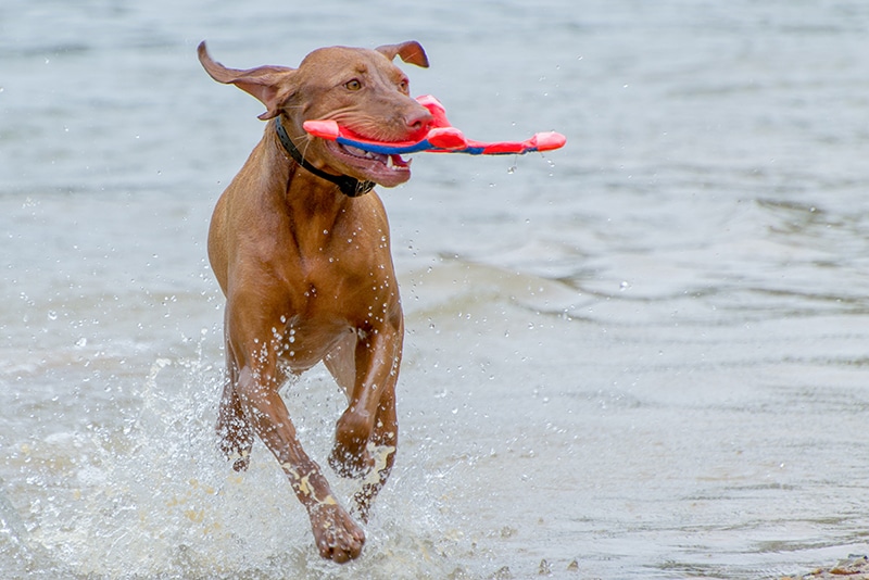 Chien_Jouet