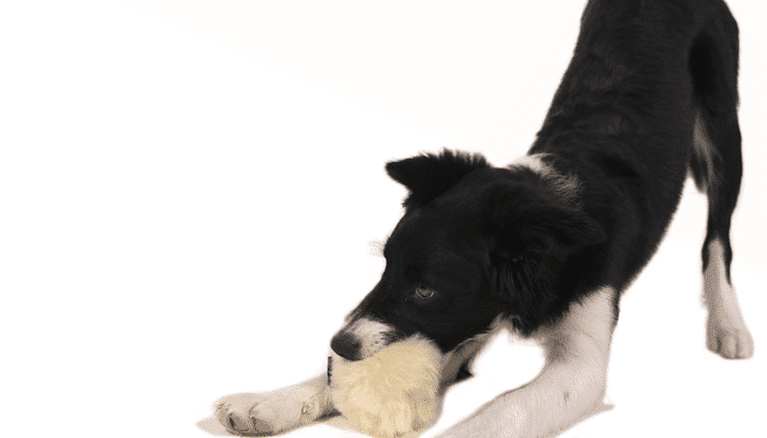 Squeak-1-fa26568542decea1819fe17794fee578-700x620-9-crop