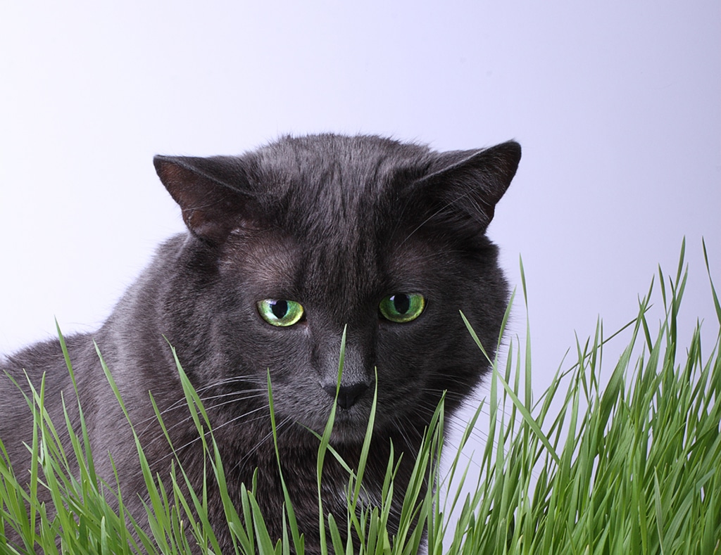 chat-noir
