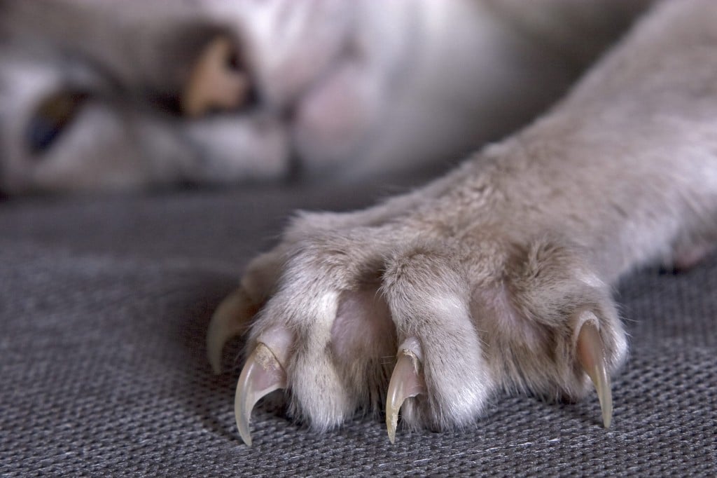 Un chat sur le divan