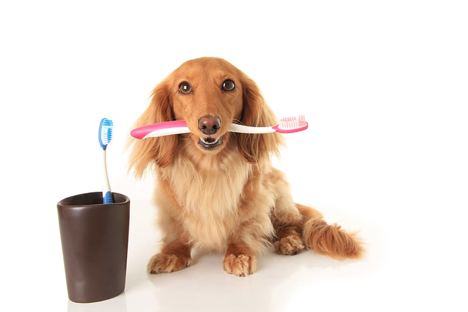 dental-carev2