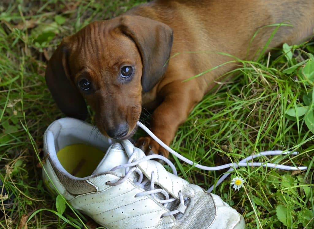 chien mange lacet