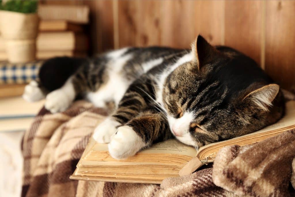 Chat qui dort sur un livre