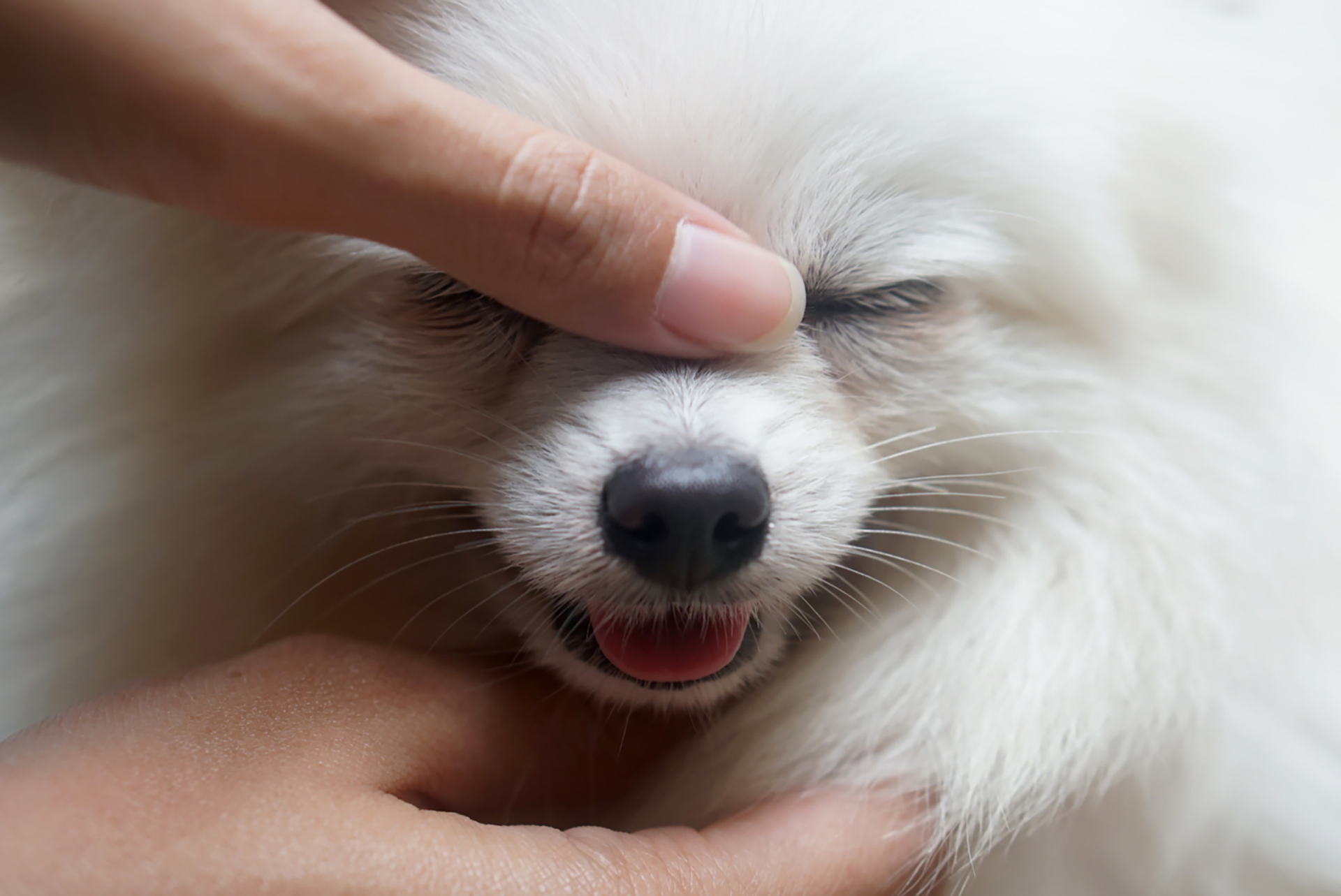 Why should I Massage my dog? OvenBaked Tradition