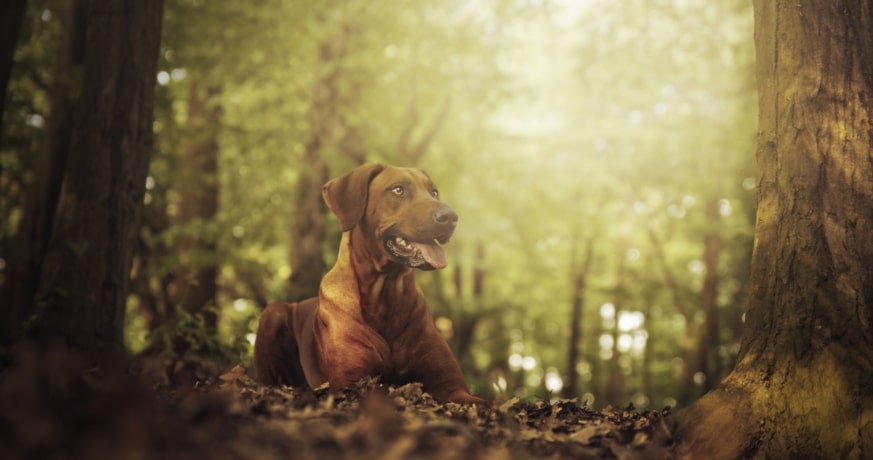 Ma première randonnée avec pitou 13 iStock 533918236 2500 1
