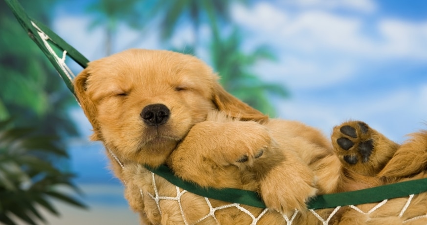 Les chiens, nos meilleurs amis 13 iStock 483800899 1