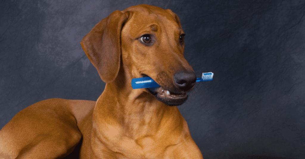 Votre animal a-t-il besoin de motivation pour nettoyer ses dents ? 1 Sans titre 5