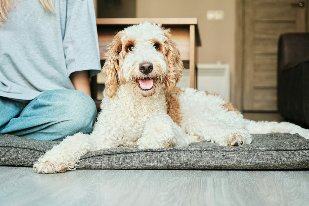 Happy dog enjoying dental care and solutions to motivate teeth cleaning