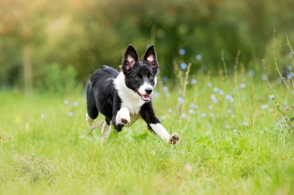 Dog practicing the “come back” command during training