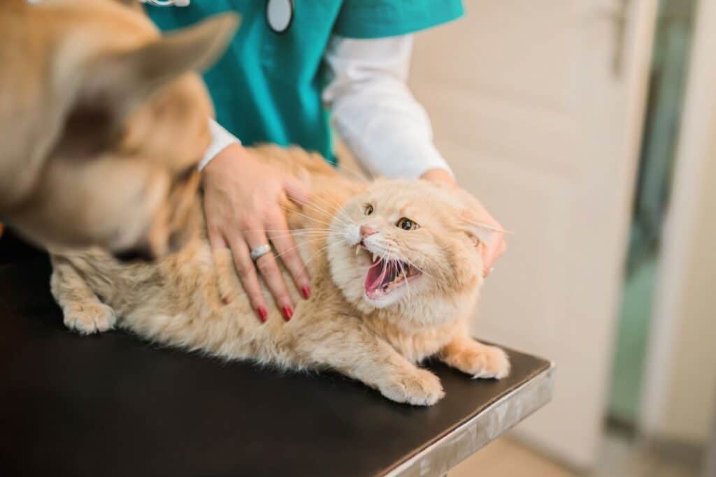 Scaredy Cat: Feline Anxiety and Related Issues - Animal Medical