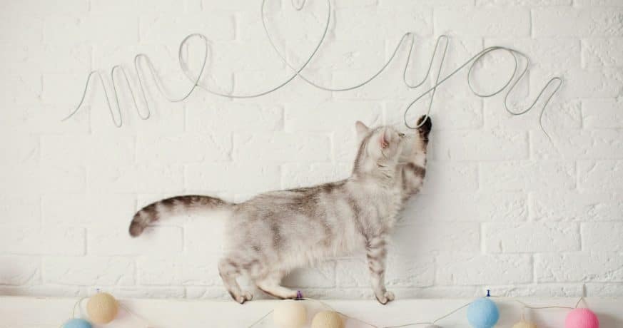 POURQUOI MON CHAT ME MORD QUAND JE LE CARESSE ? 12 Blog 1