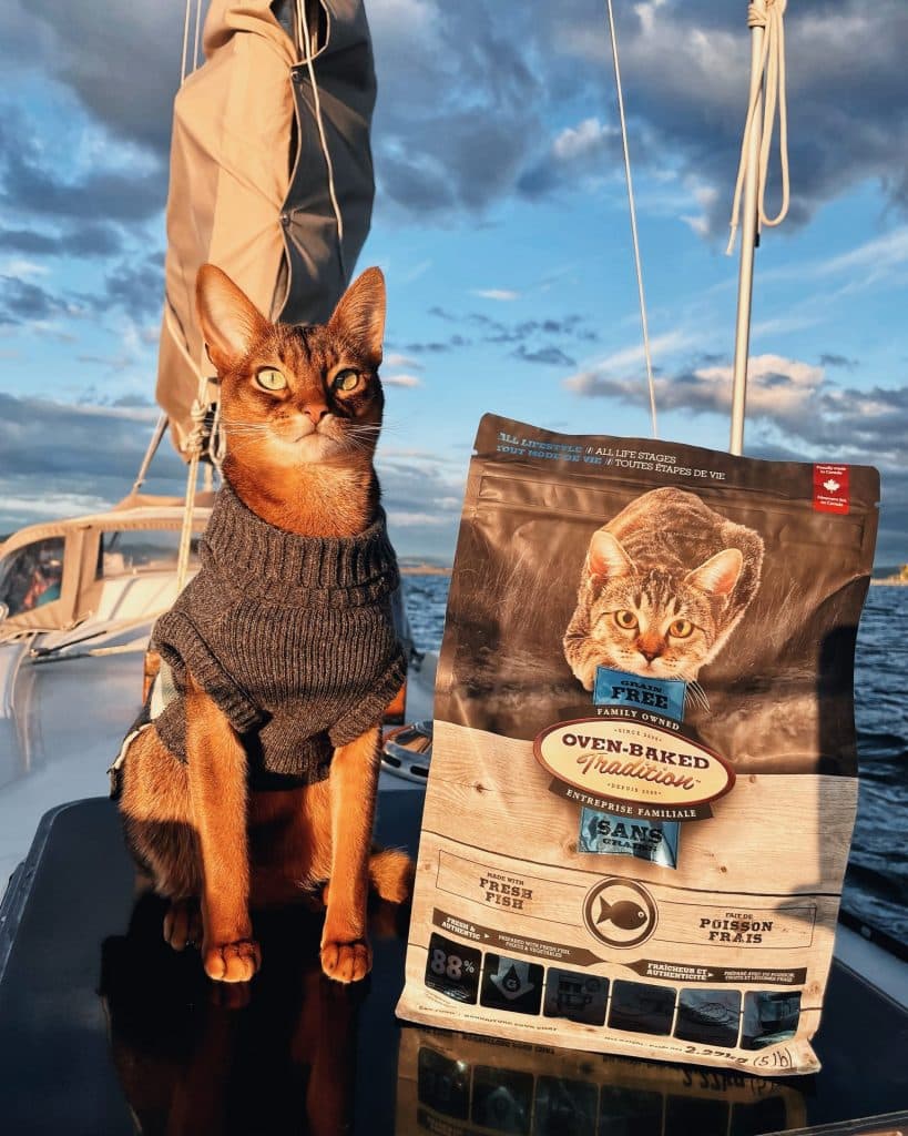 WHY DO CATS LOVE FISH SO MUCH? 1 blog 3