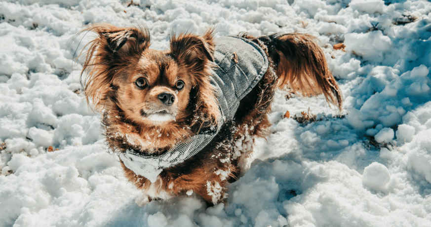 COMMENT PROFITER DE L’HIVER AVEC UN CHIEN FRILEUX? 12 IMAGE FOFRMAT BLOG