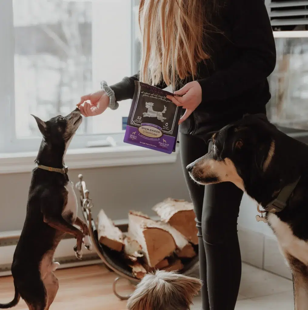 How to enjoy winter with a dog who doesn’t like the cold? 2 In a cozy living room, a person gives a large dog a slowly oven-baked Oven-Baked Tradition treat.