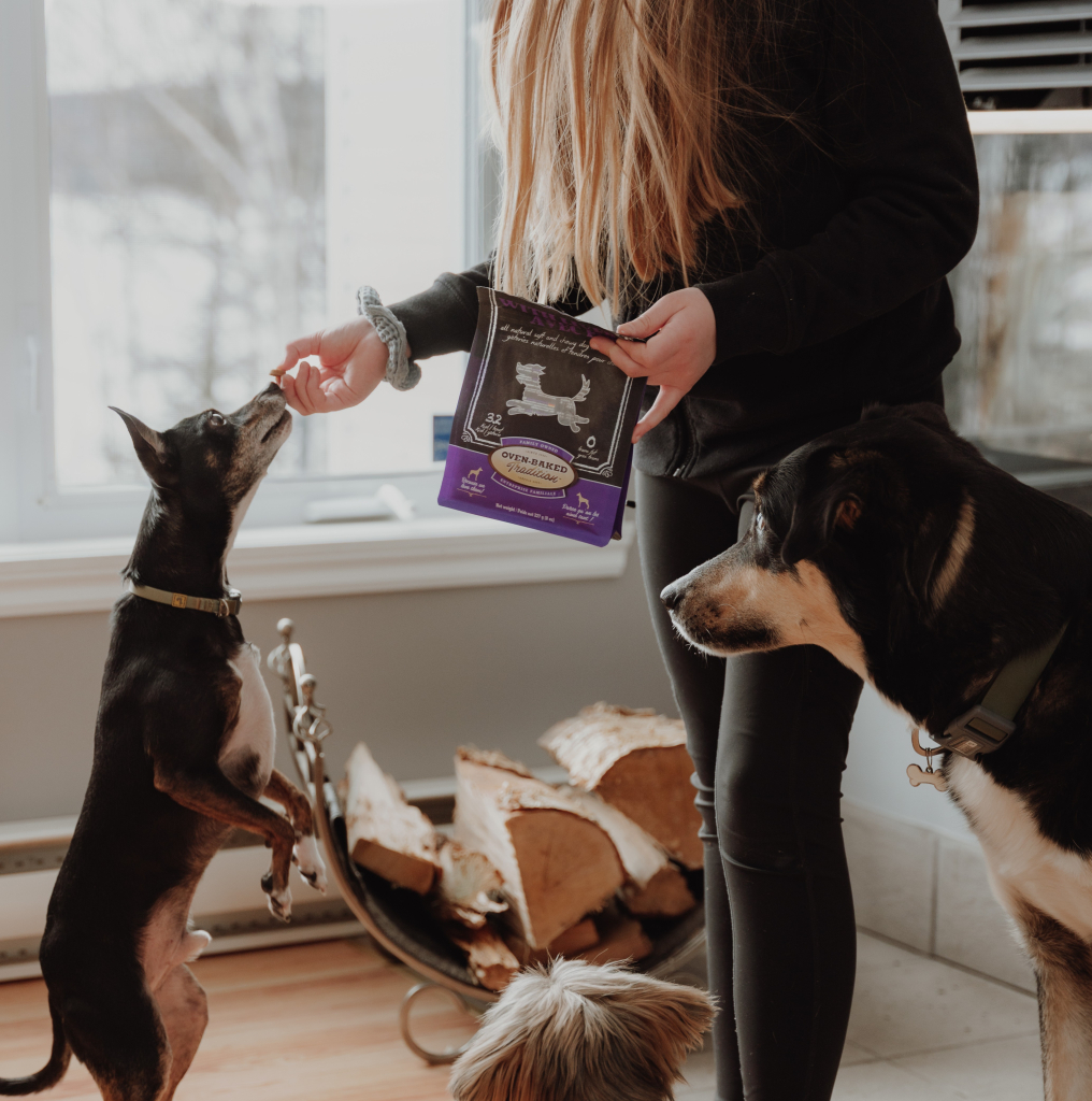 Comment profiter de l'hiver avec un chien frileux? 2 Personne offrant une gâterie Oven-Baked Tradition, lentement cuite au four, à un grand chien dans un salon chaleureux.