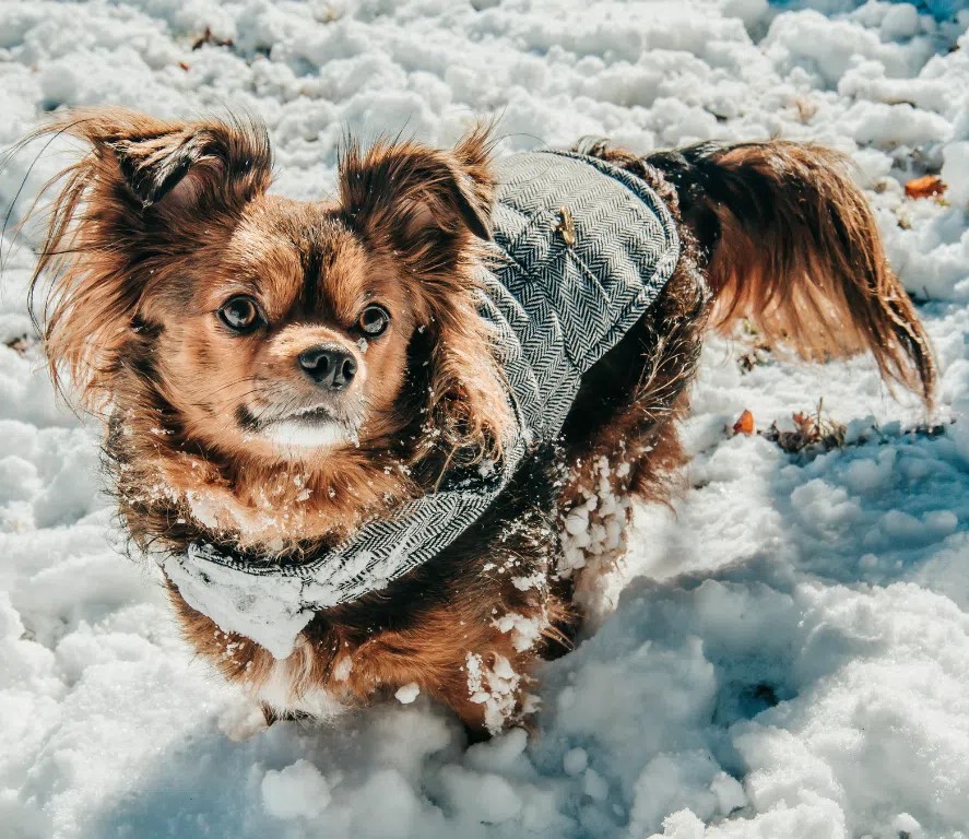 Comment profiter de l'hiver avec un chien frileux? 1 Petit chien portant un manteau sur un sentier enneigé lors d’une randonnée hivernale au Québec – Conseils Oven-Baked Tradition