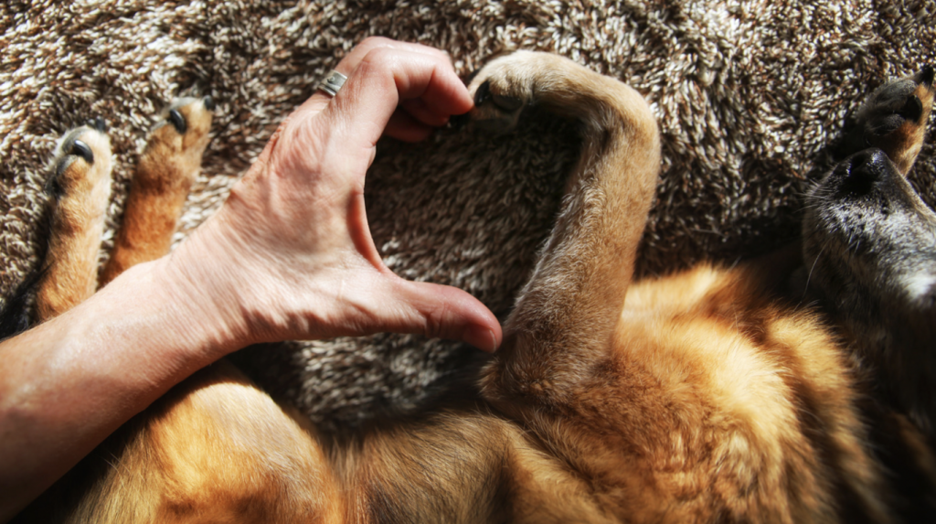 COMMENT VIVRE LE DEUIL ANIMALIER? 3 Capture decran le 2024 05 29 a 13.15.56