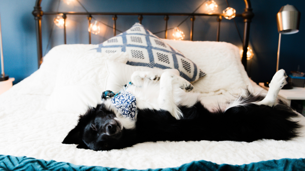 TON CHIEN RÊVE SOUVENT À TOI! 1 2