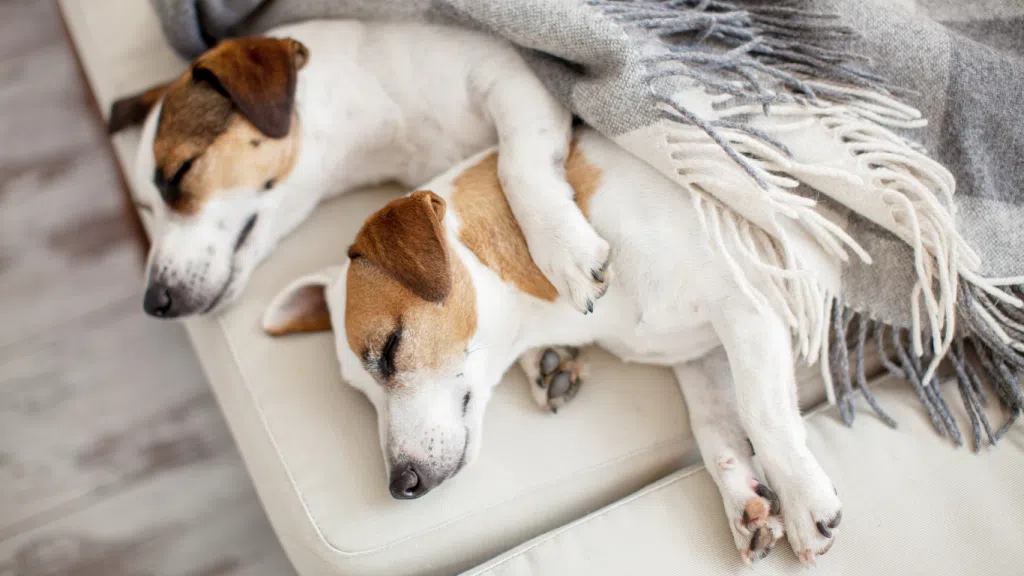 TON CHIEN RÊVE SOUVENT À TOI! 2 3