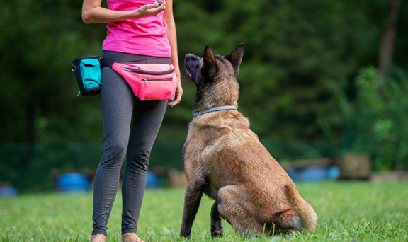 Le retour à l'école... pour les chiens 3 Image2 1