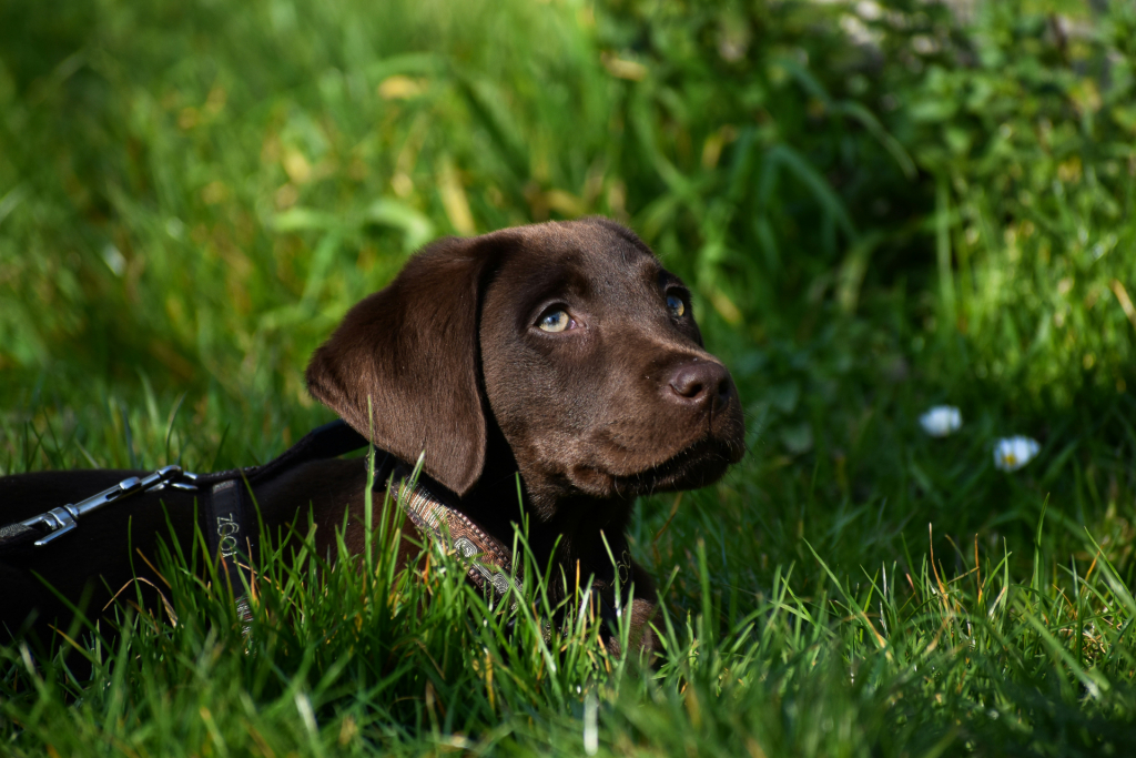The New Puppy Checklist: must have for a happy healthy start 1 Dog Lying Down In Grass