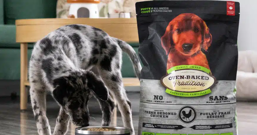Grey puppy Eating Oven-Baked Tradition indoors