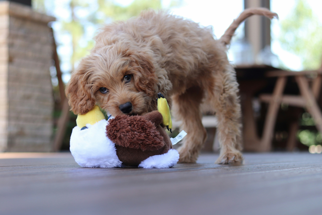 The New Puppy Checklist: must have for a happy healthy start 3 Puppy playing with stuffed animal