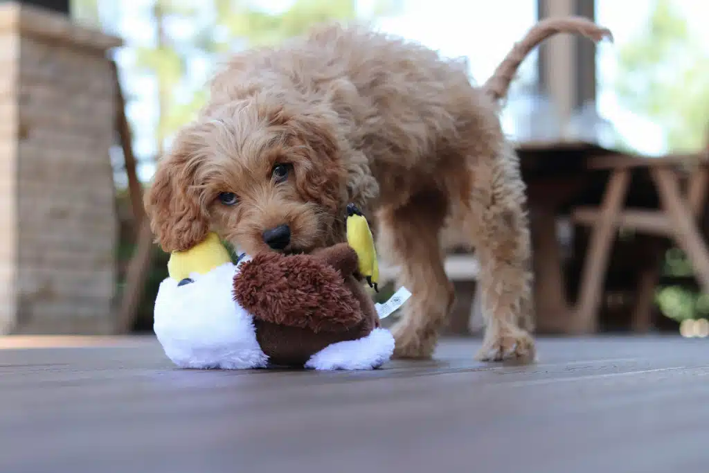 Puppy playing with stuffed animal