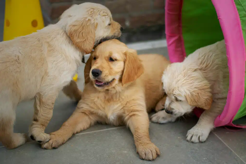 3 puppies playing
